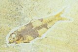 Three Fossil Fish (Knightia) On Slab - Wyoming #144203-3